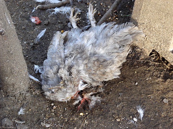 La Faina Come Uccide Le Galline